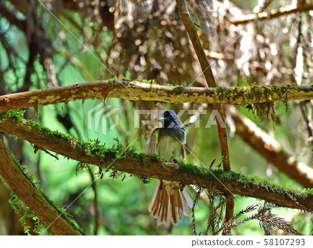 A couple of salamanders who are busy with parenting 58107293