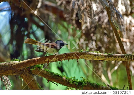 幾個of養父母的sal 58107294