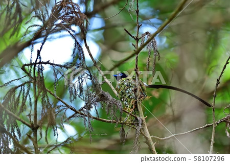 A couple of salamanders who are busy with parenting 58107296