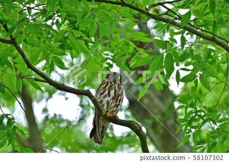 Aobazuku parent bird in the middle of raising children relaxing in fresh green Aobazuku parent bird in the middle of raising children relaxing in fresh green 58107302