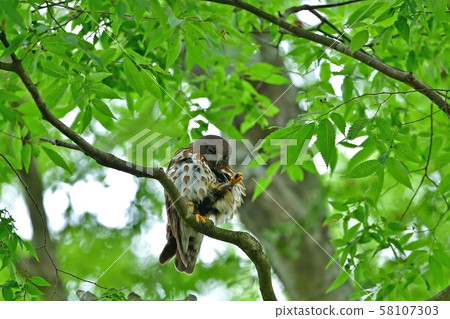 Aobazuku parent bird in the middle of raising children relaxing in fresh green Aobazuku parent bird in the middle of raising children relaxing in fresh green 58107303
