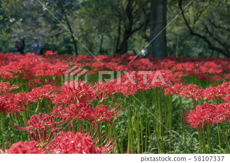 [金田田，群集孤挺花] 58107337