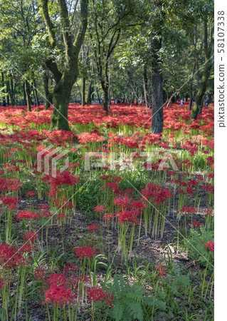 [金田田，群集孤挺花] 58107338