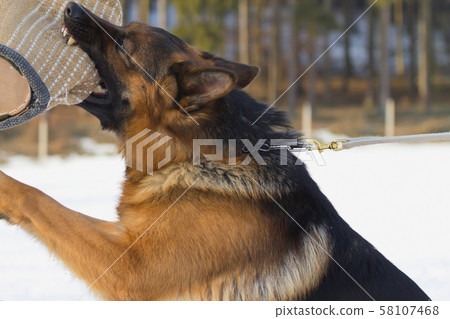 German shepherd dog training 58107468