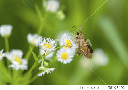 Ichimon dieselis 58107492