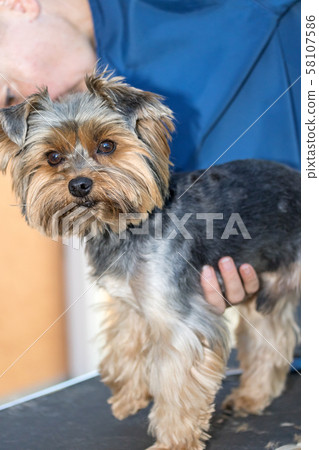 Preparing the Yorkshire terrier dog to grooming 58107586