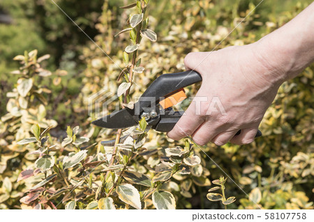 Cutting Euonymus fortunei by scissors Cutting Euonymus fortunei by scissors 58107758