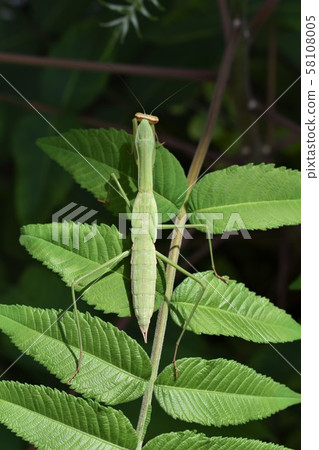 螳螂 螳螂 58108005