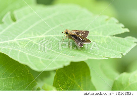 Flying turtle seseli Flying turtle seseli 58108023
