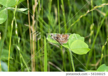 Flying turtle seseli Flying turtle seseli 58108025