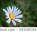 beautiful wild flowers on nature dark background. 58108194