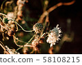 beautiful wild flowers on nature dark background. 58108215