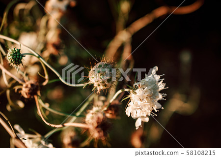 beautiful wild flowers on nature dark background. beautiful wild flowers on nature dark background. 58108215