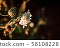 beautiful wild flowers on nature dark background. 58108228