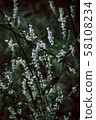 beautiful wild flowers on nature dark background. 58108234