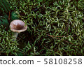 Mushroom and Moss in the forest. Vintage outdoor photo 58108258