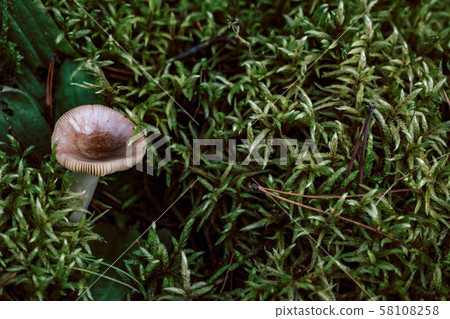 Mushroom and Moss in the forest. Vintage outdoor photo 58108258