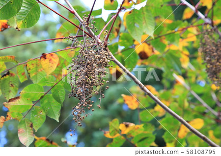 Fruit of Yama Rosi Fruit of Yama Rosi 58108795