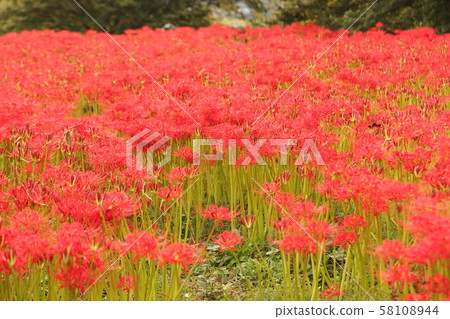 奈良縣Higanka路 奈良縣Higanka路 58108944