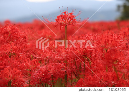 Nara Prefecture Higanka Road Nara Prefecture Higanka Road 58108965