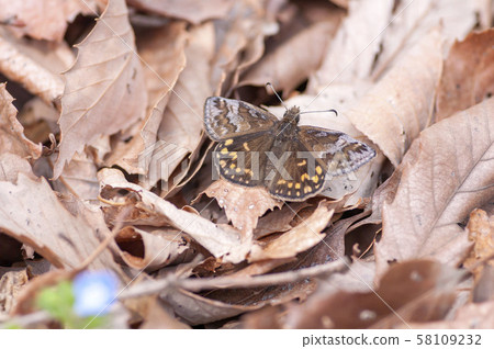 Miyamaseseri 58109232