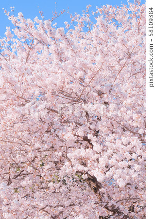 Cherry blossoms in full bloom and blue sky 58109384