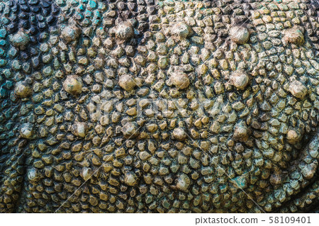 Close up to Colorful and patterns of dinosaur Close up to Colorful and patterns of dinosaur 58109401