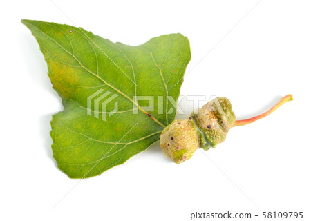 Populus or aspen, cottonwood leawes with Galls. 58109795