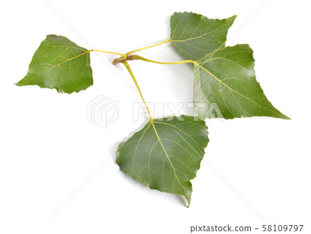 Populus or aspen, cottonwood leawes Isolated on 58109797