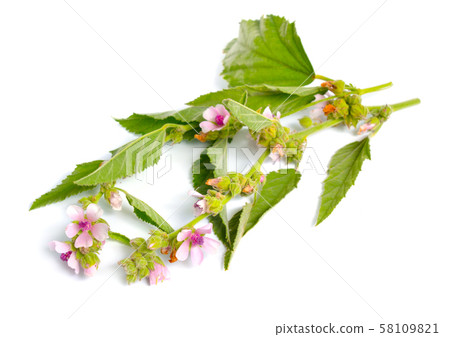 Althea officinalis flowers isolated on white Althea officinalis flowers isolated on white 58109821