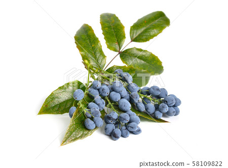 Twig Mahonia with berries isolated on white 58109822