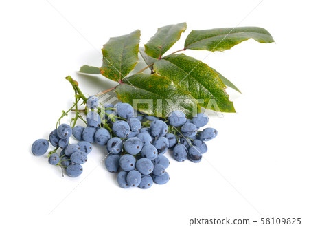 Twig Mahonia with berries isolated on white 58109825