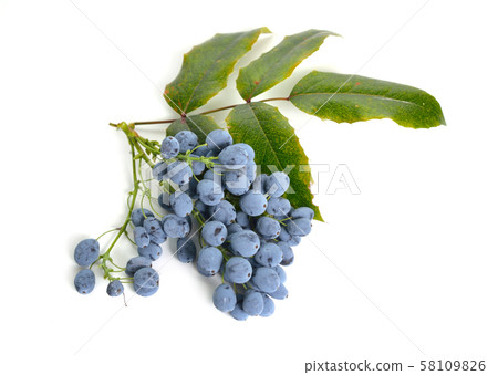 Twig Mahonia with berries isolated on white 58109826