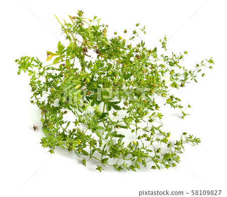 Potentilla or tormentils, barren strawberries 58109827