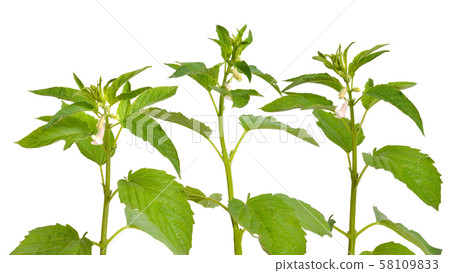 Sesame plant with flowers isolated on white 58109833