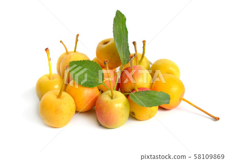 Malus baccata known by the common names Siberian 58109869