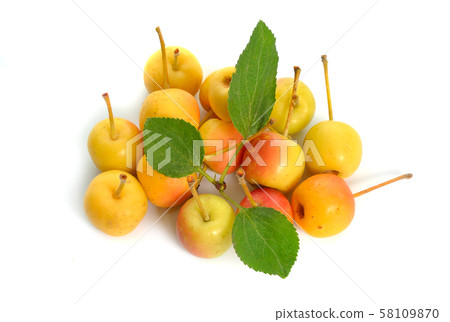 Malus baccata known by the common names Siberian 58109870