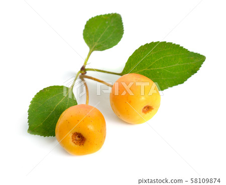 Malus baccata known by the common names Siberian 58109874