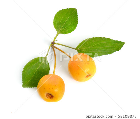 Malus baccata known by the common names Siberian 58109875