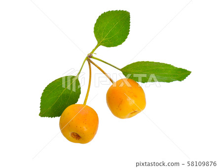 Malus baccata known by the common names Siberian 58109876