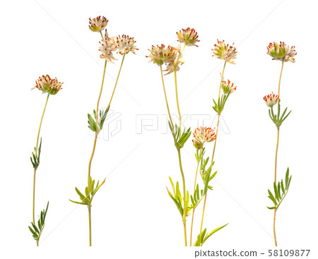 Anthyllis yellow flowers isolated on white 58109877
