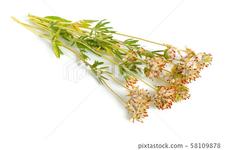 Anthyllis yellow flowers isolated on white 58109878