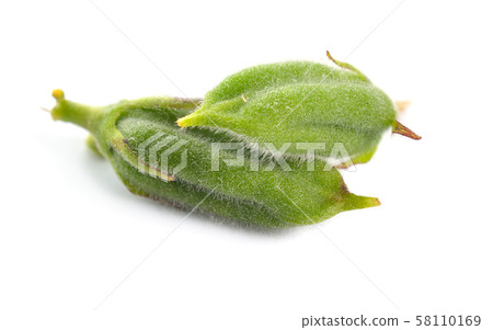 Sesame green pods isolated on white background Sesame green pods isolated on white background 58110169