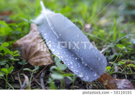 Feather with water drops on the ground Feather with water drops on the ground 58110191