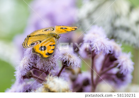 Tatehamodoki Tatehamodoki 58110231