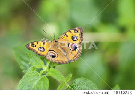 Tatehamodoki Tatehamodoki 58110238