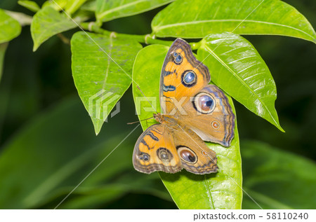Tatehamodoki Tatehamodoki 58110240