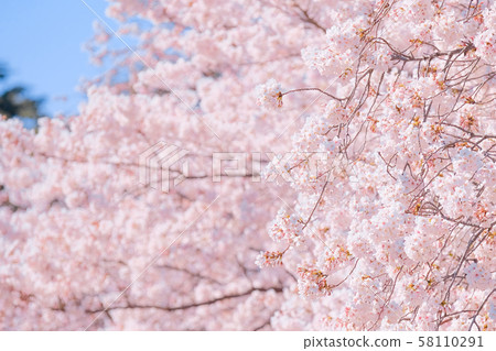 Cherry tree in full bloom Cherry tree in full bloom 58110291