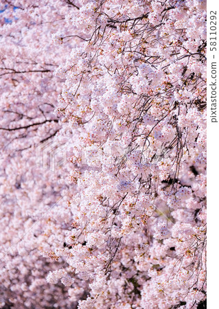 Cherry tree in full bloom Cherry tree in full bloom 58110292