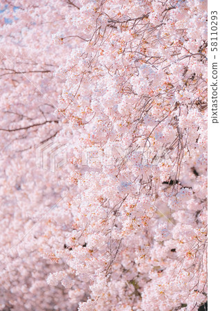 Cherry tree in full bloom Cherry tree in full bloom 58110293